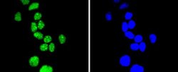 CyclinE1 Rabbit anti-Human, Clone: SD2025, Novus Biologicals 100&mu;L:Antibodies,